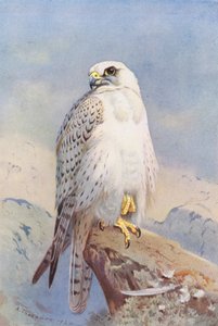 Falco della Groenlandia
