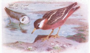 Falaropo beccosottile (estate e autunno), da Uccelli delle isole britanniche e le loro uova pubblicato da Frederick Warne & Co Ltd, 1958