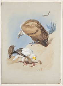 Avvoltoio grifone e avvoltoio egiziano, c.1915 (acquerello e gouache su matita su carta) da Archibald Thorburn