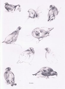 Galli cedroni
