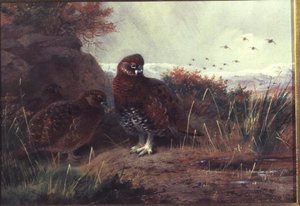 Grouse in un Paesaggio Invernale