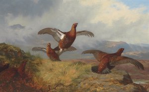 Gallo cedrone in volo da Archibald Thorburn