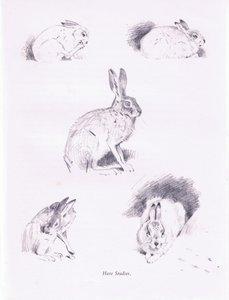 Studi di lepri da Archibald Thorburn