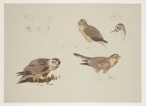 Falco di palude e pettine, c.1915 da Archibald Thorburn
