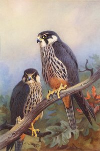 Lodolaio (maschio e femmina) da Archibald Thorburn