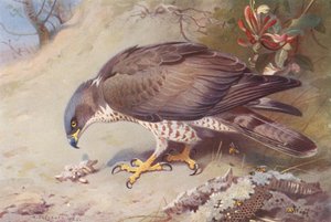Poiana delle Api da Archibald Thorburn
