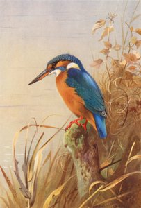 Martin pescatore da Archibald Thorburn