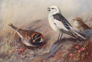 Zigolo delle nevi, Zigolo delle Lapponia (estate) (maschio e femmina) da Archibald Thorburn