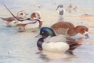 Moretta codona (maschio e femmina), Moretta grigia (maschio e femmina) da Archibald Thorburn