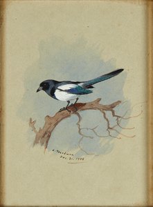 Gazza su un ramo da Archibald Thorburn