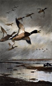 Germani in volo