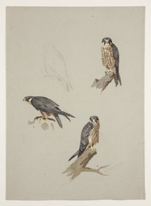 Falco maschio da Archibald Thorburn