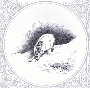Lepre di Montagna, pub. da Book Club Associates da Archibald Thorburn