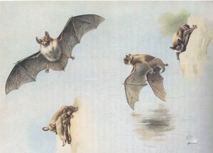 Pipistrello di Natterer e pipistrello di Daubenton, da Mammiferi di Thorburn pubblicato da Longmans and Co, c. 1920 da Archibald Thorburn
