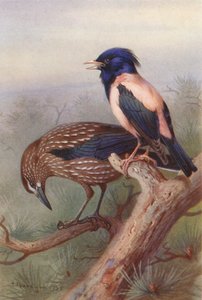 Schiaccianoci, Storno Rosato da Archibald Thorburn