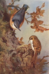 Picchio Muratore, Rampichino da Archibald Thorburn