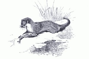 Lontra con pesce, da Mammiferi di Thorburn pubblicato da Longmans and Co, c. 1920 da Archibald Thorburn