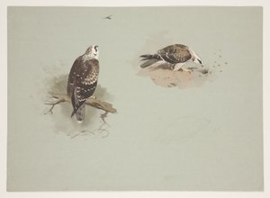 Falco miele pallido, c.1915 da Archibald Thorburn