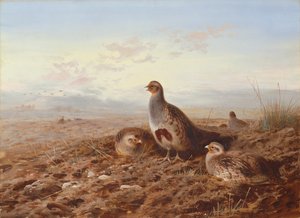Pernici tra le stoppie da Archibald Thorburn