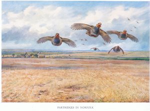 Pernici nel Norfolk da Archibald Thorburn
