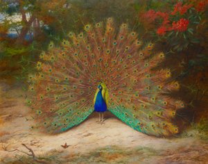 Pavone e farfalla pavone da Archibald Thorburn