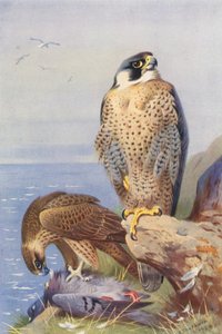 Falco pellegrino