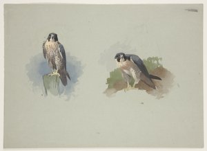 Falco pellegrino maschio, c.1915