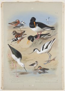 Phaleropes, ostrichiere, avocetta, voltapietre e cavaliere d