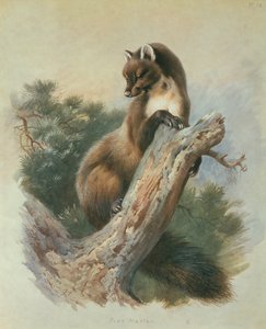 Martora da Archibald Thorburn