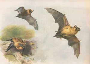 Pipistrello comune, da Mammiferi di Thorburn pubblicato da Longmans and Co, c. 1920