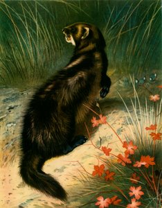 Faina, c1905, 1943