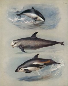 Focena, Grampo di Risso, Delfino dai fianchi bianchi da Archibald Thorburn