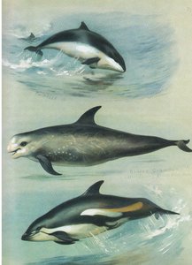 Focena, Grampo di Risso e Delfino dai fianchi bianchi, da Mammiferi di Thorburn pubblicato da Longmans and Co, c. 1920