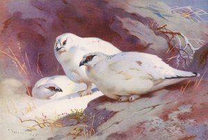 Pernice bianca (maschio e femmina, inverno) da Archibald Thorburn