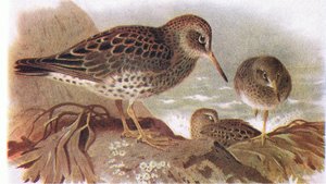 Piovanello violetto, da Uccelli delle isole britanniche e le loro uova pubblicato da Frederick Warne & Co Ltd, 1958