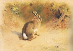 Coniglio, da Mammiferi di Thorburn pubblicato da Longmans and Co, c. 1920 da Archibald Thorburn