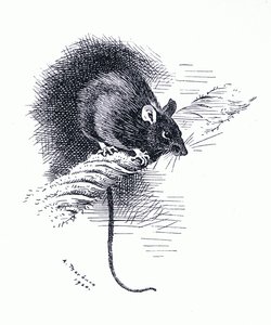 Ratto, pub. da Book Club Associates da Archibald Thorburn