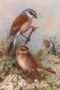 Averla piccola (maschio e femmina) da Archibald Thorburn