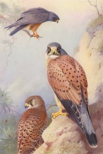 Falco cuculo, Gheppio (maschio e femmina) da Archibald Thorburn