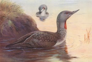 Strolaga minore da Archibald Thorburn