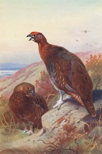 Gallo cedrone (maschio e femmina) da Archibald Thorburn