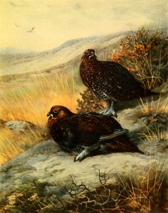 Gallo cedrone, 1908, 1942 da Archibald Thorburn