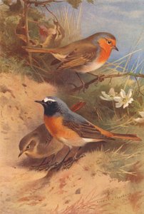 Pettirosso, Codirosso (maschio e femmina) da Archibald Thorburn