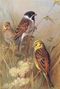 Zigolo nero (maschio e femmina), Zigolo giallo da Archibald Thorburn