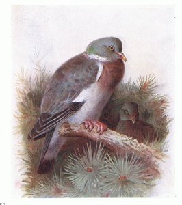 Colombo torraiolo, da Birds of the British Isles and Their Eggs pubblicato da Frederick Warne & Co Ltd, 1958 da Archibald Thorburn