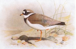 Piviere comune, da Uccelli delle isole britanniche e le loro uova pubblicato da Frederick Warne & Co Ltd, 1958 da Archibald Thorburn