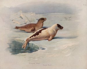 Foca dagli anelli, foca della Groenlandia da Archibald Thorburn