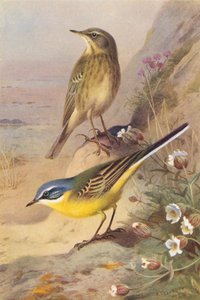 Spioncello, Cutrettola testagialla da Archibald Thorburn
