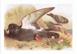 Colombo selvatico, da Birds of the British Isles and Their Eggs pubblicato da Frederick Warne & Co Ltd, 1958
