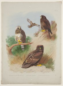 Poiana delle steppe, aquila macchiata e poiana comune, c.1915 (acquerello e gouache con gomma arabica su matita su tavola) da Archibald Thorburn